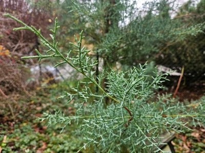 Cupressus arizonica cypřiš arizonský